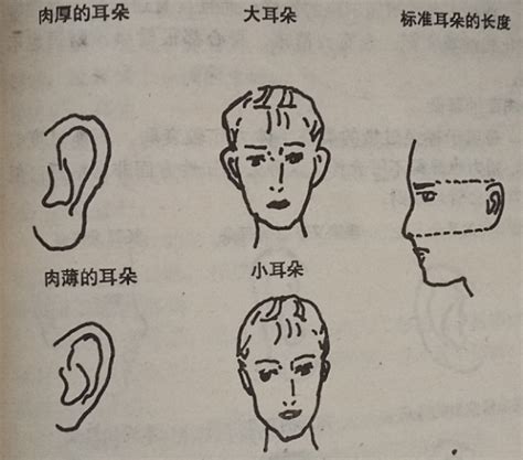 鴛鴦耳面相|从耳朵看面相｜5点耳朵形状及特征，一窥性格与运